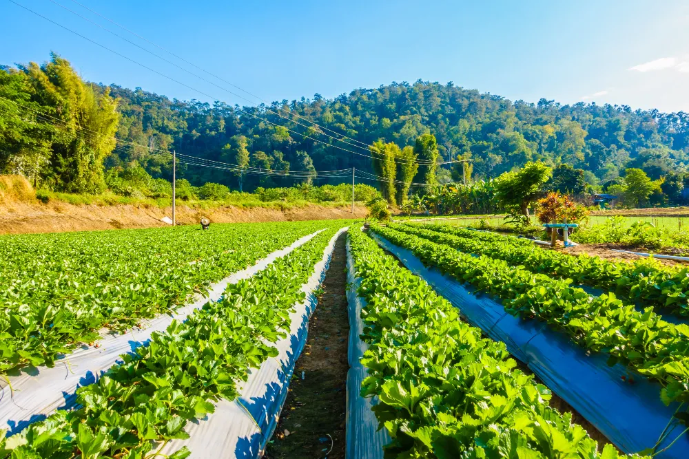 Agriculture