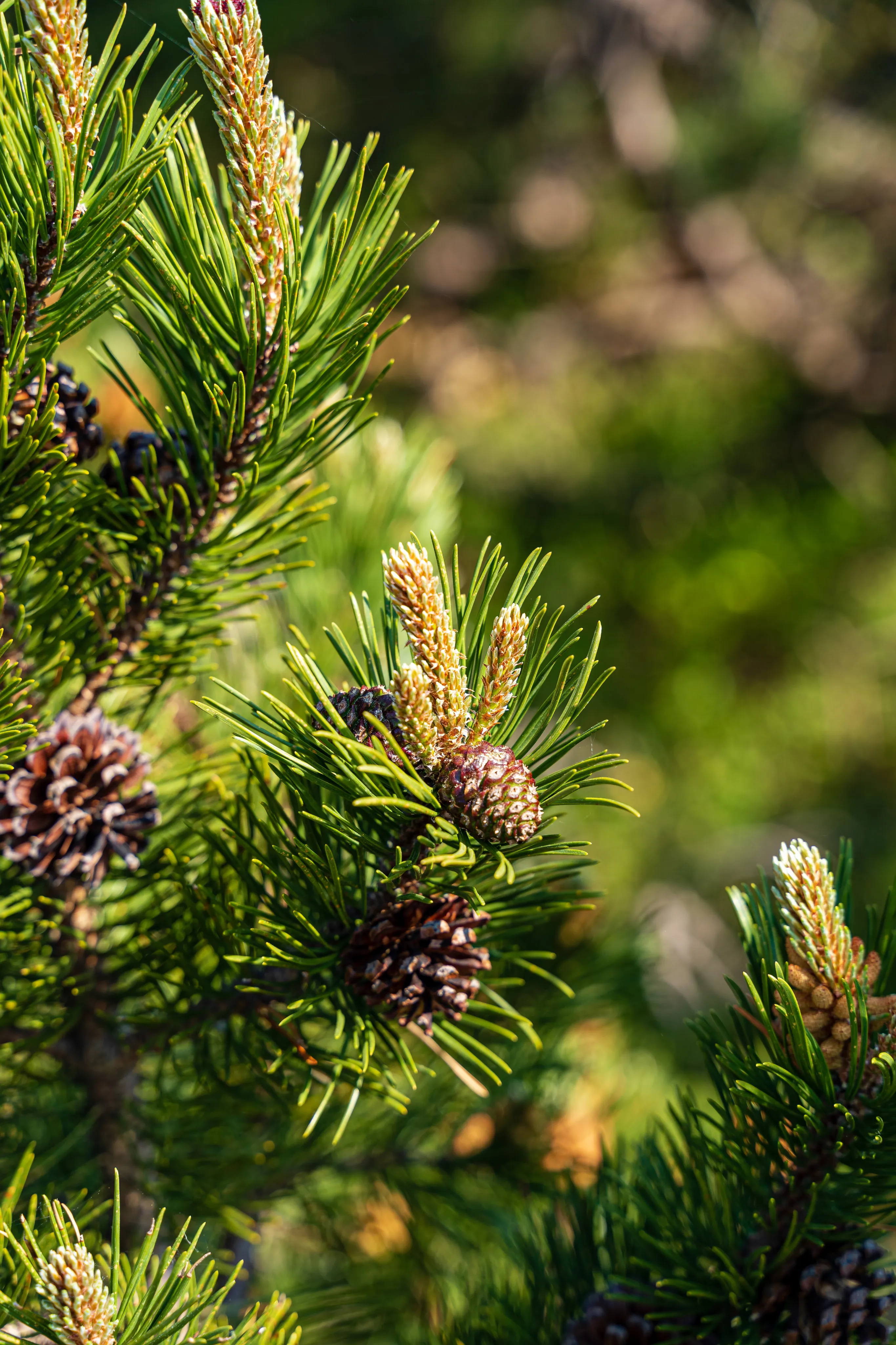 Pine Derivatives